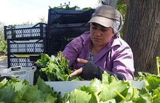 Meyvesinden önce yaprağı gelir kapısı oldu