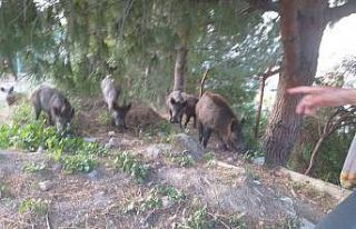 Milas’ta mahalle sakinleri domuzlara yiyecek verdi