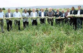 Milletvekili Erdoğan Çiftçiler Gününü tarlada...
