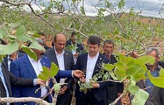 Milletvekili Tutdere: “Dolu afetinden dolayı ağaçlarda...