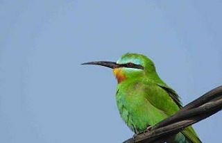 Milleyha Sulak Alanı, 297 kuş türüne ev sahipliği...