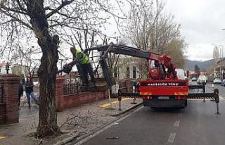 Milli Egemenlik Parkındaki ağaçlara gençlik aşısı