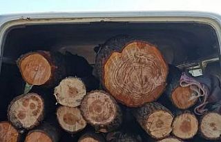 Minibüsle kaçak ağaç sevkiyatına jandarma izin...