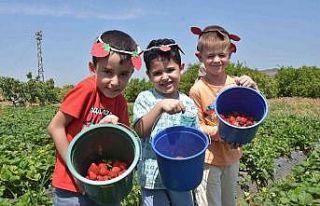 Minik elleriyle çilek toplayıp festivale davet ettiler