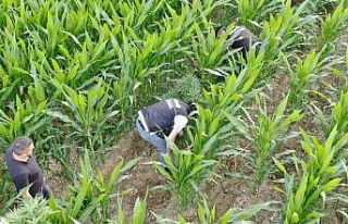 Mısır tarlasında 477 kök Hint keneviri ele geçirildi