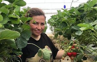 Mühendis çift mesleklerini bırakıp çilek serası...