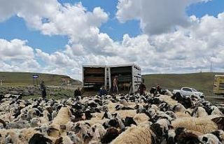 Muhtarın öldürüldüğü sürü kavgası sonrası...