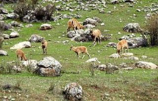 Munzur Dağlarına yaban keçileri güzellik katıyor