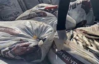 Muradiye’de 2.5 tok kaçak avlanmış inci kefali...