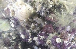 Müsilajdan sevindirici haber