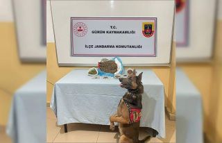 Narkotik köpeği uyuşturucu tacirlerine göz açtırmıyor