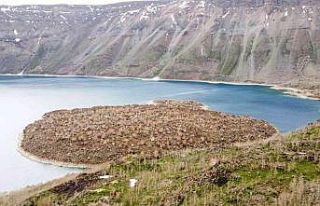 Nemrut Kalderasında geçen yıl yanan alanlar canlanmaya...
