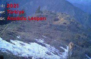 Nesli tükendi sanılan Anadolu parsı görüntülendi