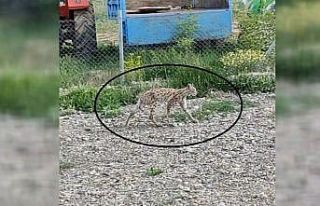 Nesli tükenme tehlikesi altında olan vaşak bahçede...