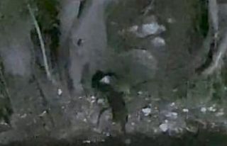 Nesli tükenmekte olan su samurları görüntülendi