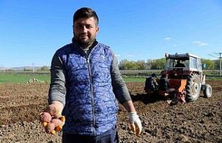 On binlerce tohumluk patatesi elleriyle toprakla buluşturdular