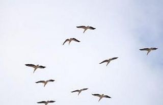 Onlarca leylek gökyüzünü renklendirdi