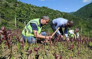 Ordu’da salep hasadı başladı