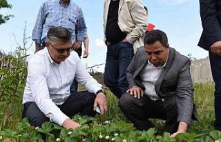 Organik köy, çok yakında Balıkesir’de