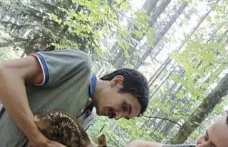 Ormanda yaralı karaca bulundu