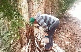 Ormandan topladıkları zararlı böcekler gelir kapıları...