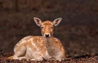 Ormanya, 50 ülkeyi geride bıraktı
