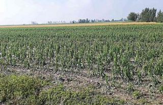 Osmaniye’de tarım arazileri doludan zarar gördü