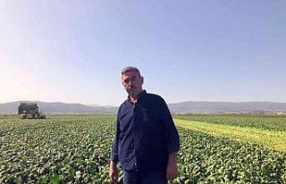 (Özel) Avrupa’nın ıspanağı Bursa’dan gidiyor