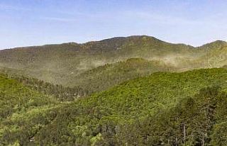 (Özel Haber) Kazdağları’nda adeta polen fırtınası...