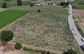 (Özel) Hırsızlar, coğrafi işaretli enginar tarlalarına...