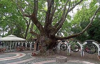 (Özel) Kazdağları’nın eteklerindeki 400 yıllık...