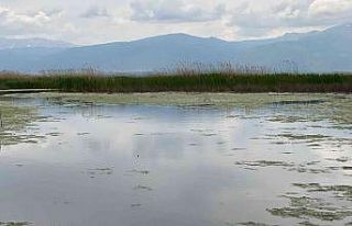 (ÖZEL) Yağışlar Eber Gölü’ne adeta can suyu...