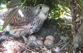 (Özel) Yırtıcı kuş iş yerine yuva yaptı, her...
