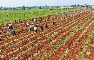 Patates, 9 liralık fiyatıyla üreticisini güldürdü
