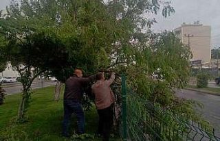 Rüzgar ve şiddetli yağış, ağaçlara zarar verdi