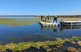 Sahillerde yosun temizliği