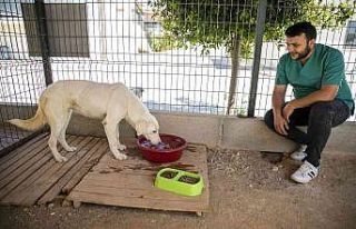 Sahipsiz köpek tedavi edildi