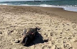 Sakarya’da ölü yunus balığı karaya vurdu