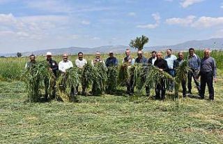 Salihli’de yem bitkisi hasadı gerçekleştirildi