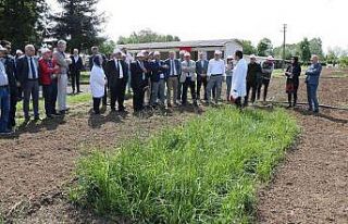 “Samsun, 3-5 yıl içerisinde yem bitkilerinde ülke...