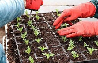 Şanlıurfa’nın cadde ve sokaklarında çiçek...