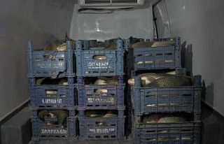 Sazan kaçakçısı Kayseri’de yakalandı