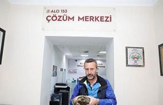 Şehir trafiğinde mahsur kalan kaplumbağaya belediye...
