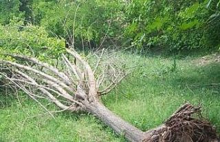 Sel suları meyve ağaçlarını vurdu