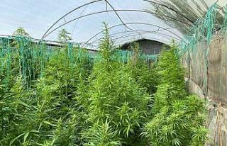 Sera kurup kenevir yetiştirmişler