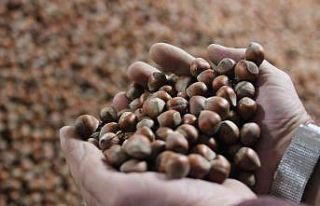 Serbest piyasada fındık fiyatı yükseldi