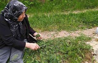 Sezon başladı, ailecek tek tek elleriyle topluyorlar