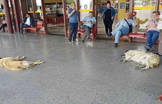 Sıcaktan bunalan köpekler soluğu otogarda aldı