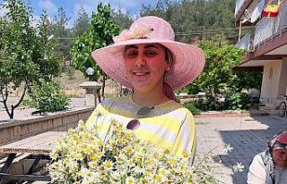 Şifa deposu Mayıs papatyasında hasat zamanı