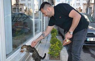 Sinoplu esnaf mahalledeki kedilere sahip çıkıyor